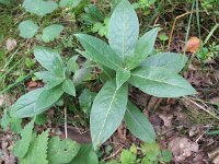 Centaurea montana 13, Bergcentaurie, Saxifraga-Rutger Barendse