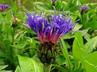 Centaurea montana 19, Bergcentaurie, Saxifraga-Hans Grotenhuis