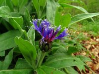 Centaurea montana 20, Bergcentaurie, Saxifraga-Hans Grotenhuis