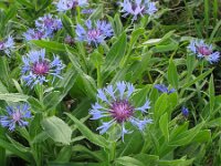 Centaurea montana 22, Bergcentaurie, Saxifraga-Rutger Barendse