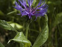 Centaurea montana 3, Bergcentaurie, Saxifraga-Marijke Verhagen