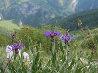 Centaurea montana 31, Bergcentaurie, Saxifraga-Jeroen Willemsen