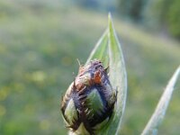 Centaurea montana 35, Bergcentaurie, Saxifraga-Rutger Barendse