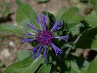 Centaurea montana 5, Bergcentaurie, Saxifraga-Willem van Kruijsbergen