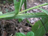 Centaurea montana 8, Bergcentaurie, Saxifraga-Rutger Barendse