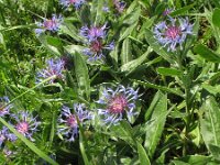 Centaurea montana 9, Bergcentaurie, Saxifraga-Rutger Barendse