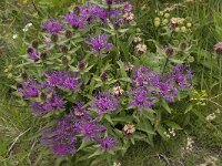 Centaurea nervosa ssp nervosa 1, Saxifraga-Willem van Kruijsbergen