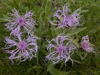 Centaurea nervosa ssp nervosa 2, Saxifraga-Willem van Kruijsbergen