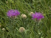 Centaurea nervosa ssp nervosa 4, Saxifraga-Willem van Kruijsbergen