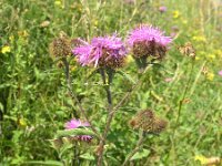 Centaurea phrygia