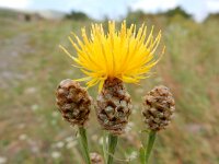 Centaurea pterocaula 6, Saxifraga-Ed Stikvoort