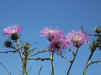 Centaurea pullata 35, Saxifraga-Sytske Dijksen