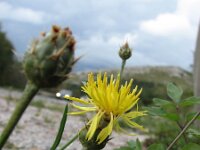 Centaurea rupestris 3, Saxifraga-Jasenka Topic