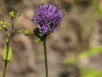 Centaurea scabiosa 33, Grote centaurie, Saxifraga-Jan van der Straaten