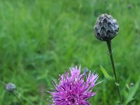 Centaurea scabiosa 34, Grote centaurie, Saxifraga-Ben Delbaere  IICSA