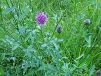 Centaurea scabiosa 35, Grote centaurie, Saxifraga-Ben Delbaere