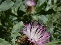 Centaurea seridis ssp sonchifolia 2, Saxifraga-Ed Stikvoort : Kato Gerakari en Alikana s9900