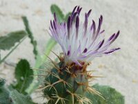 Centaurea seridis ssp sonchifolia 3, Saxifraga-Ed Stikvoort : Kato Gerakari en Alikana s9900