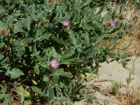 Centaurea seridis ssp sonchifolia 4, Saxifraga-Ed Stikvoort : Kato Gerakari en Alikana s9900