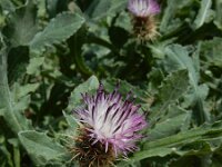 Centaurea seridis ssp sonchifolia 5, Saxifraga-Ed Stikvoort : Kato Gerakari en Alikana s9900