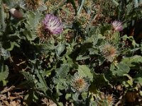 Centaurea seridis ssp sonchifolia 6, Saxifraga-Ed Stikvoort : Katogerakari en Alikana