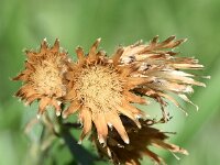 Centaurea stoebe 15, Rijncentaurie, Saxifraga-Sonja Bouwman  909. Rijncentaurie - Centaurea stoebe - Asteraceae familie (i)