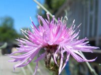 Centaurea stoebe 3, Rijncentaurie, Saxifraga-Rutger Barendse