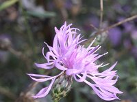 Centaurea stoebe 4, Rijncentaurie, Saxifraga-Rutger Barendse