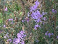 Centaurea stoebe 5, Rijncentaurie, Saxifraga-Rutger Barendse