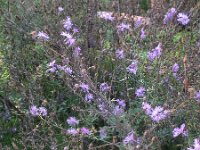Centaurea stoebe 6, Rijncentaurie, Saxifraga-Rutger Barendse