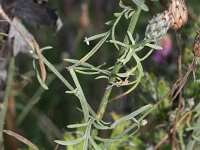 Centaurea stoebe 7, Rijncentaurie, Saxifraga-Rutger Barendse