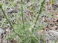 Centaurea stoebe 8, Rijncentaurie, Saxifraga-Rutger Barendse