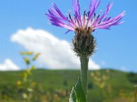 Centaurea triumfettii 10, Saxifraga-Ed Stikvoort