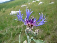 Centaurea triumfettii