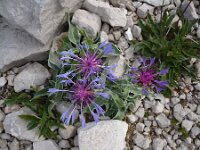 Centaurea triumfettii 3, Saxifraga-Jasenka Topic
