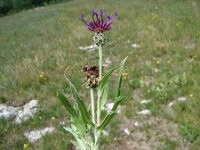 Centaurea triumfettii 4, Saxifraga-Jasenka Topic