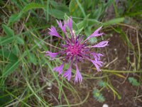 Centaurea triumfettii 5, Saxifraga-Jasenka Topic