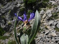 Centaurea triumfettii 6, Saxifraga-Jasenka Topic