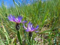 Centaurea triumfettii 9, Saxifraga-Ed Stikvoort
