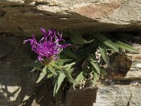 Centaurea uniflora 3, Saxifraga-Willem van Kruijsbergen