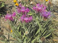 Centaurea uniflora 4, Saxifraga-Harry Jans