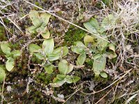 Centaurium erythraea 31, Echt duizendguldenkruid, Saxifraga-Rutger Barendse