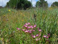 Centaurium erythraea 34, Echt duizendguldenkruid, Saxifraga-Ed Stikvoort