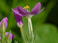Centaurium erythraea 42, Echt duizendguldenkruid, Saxifraga-Sonja Bouwman