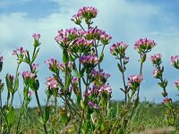 Centaurium erythraea 43, Echt duizendguldenkruid, Saxifraga-Hans Grotenhuis