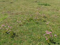 Centaurium erythraea 44, Echt duizendguldenkruid, Saxifraga-Hans Grotenhuis