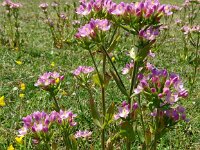 Centaurium erythraea 46, Echt duizendguldenkruid, Saxifraga-Hans Grotenhuis