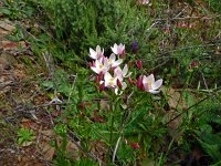 Centaurium erythraea 49, Echt duizendguldenkruid, Saxifraga-Hans Grotenhuis