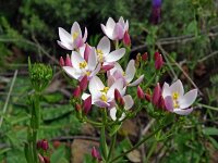 Centaurium erythraea 50, Echt duizendguldenkruid, Saxifraga-Hans Grotenhuis
