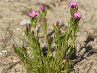 Centaurium littorale 10, Strandduizendguldenkruid, Saxifraga-Sonja Bouwman